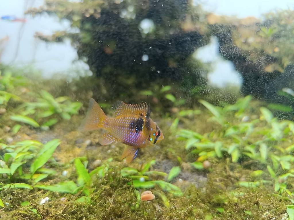 Fische