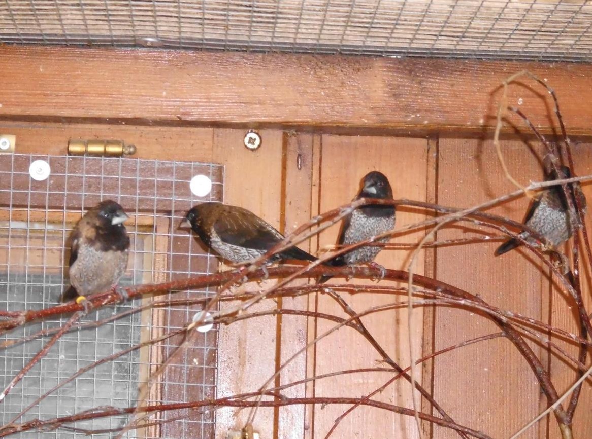 Exotische Vögel (Junge Japanische Mövchen) zu verkaufen