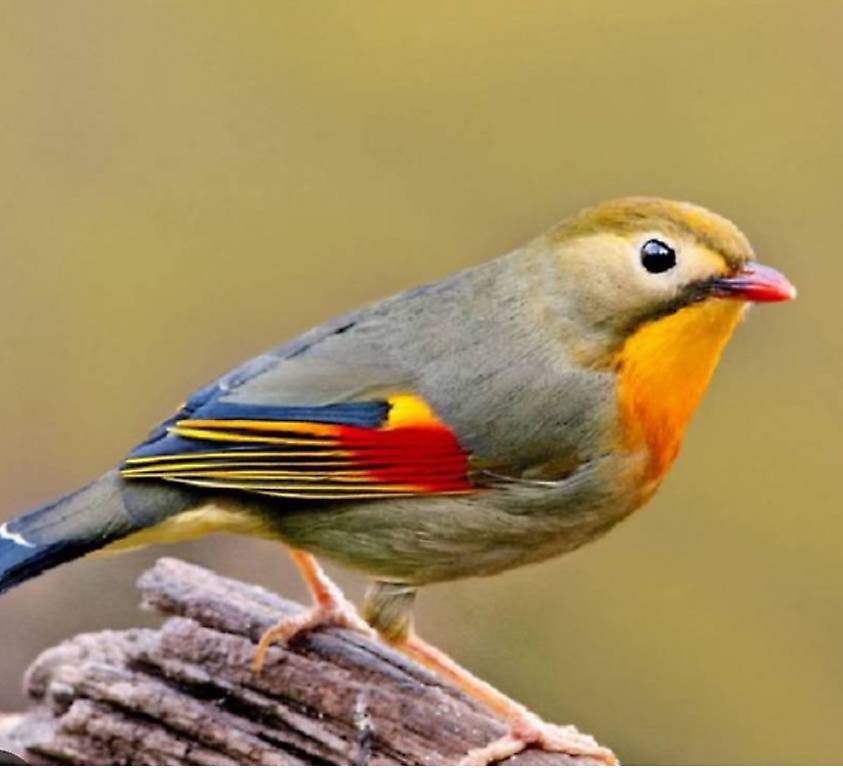 chinesische Nachtigall paar/ rossignol du Japan (winterharte, exotische Vögel)