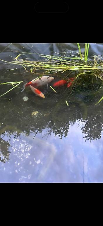 Goldfische