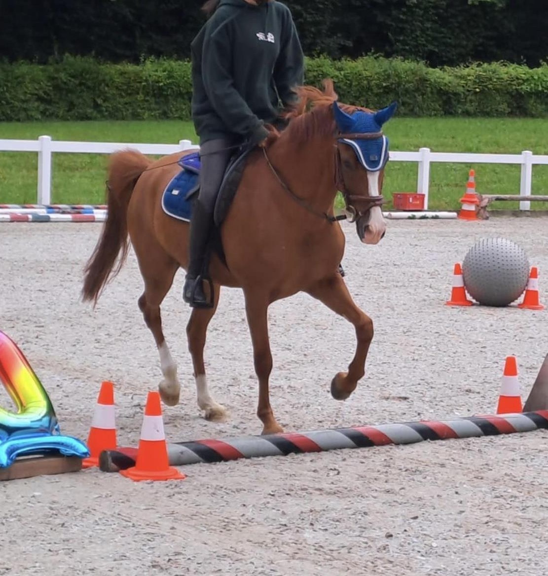 Superlieber Pony Wallach sucht neues Zuhause