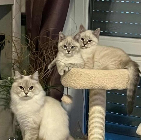 newaMascarade männlein