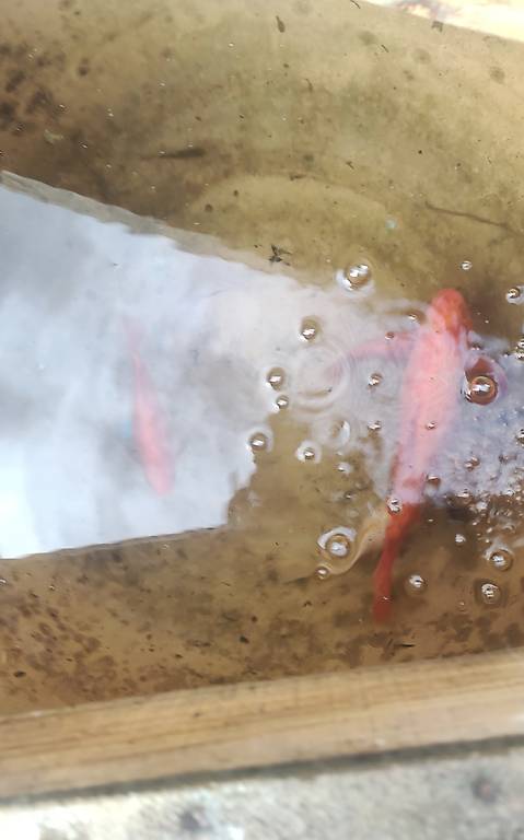 Goldfische