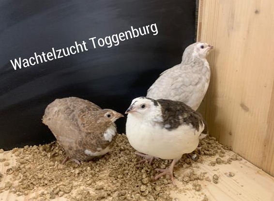Legewachteln Jungtiere, diverse Farben