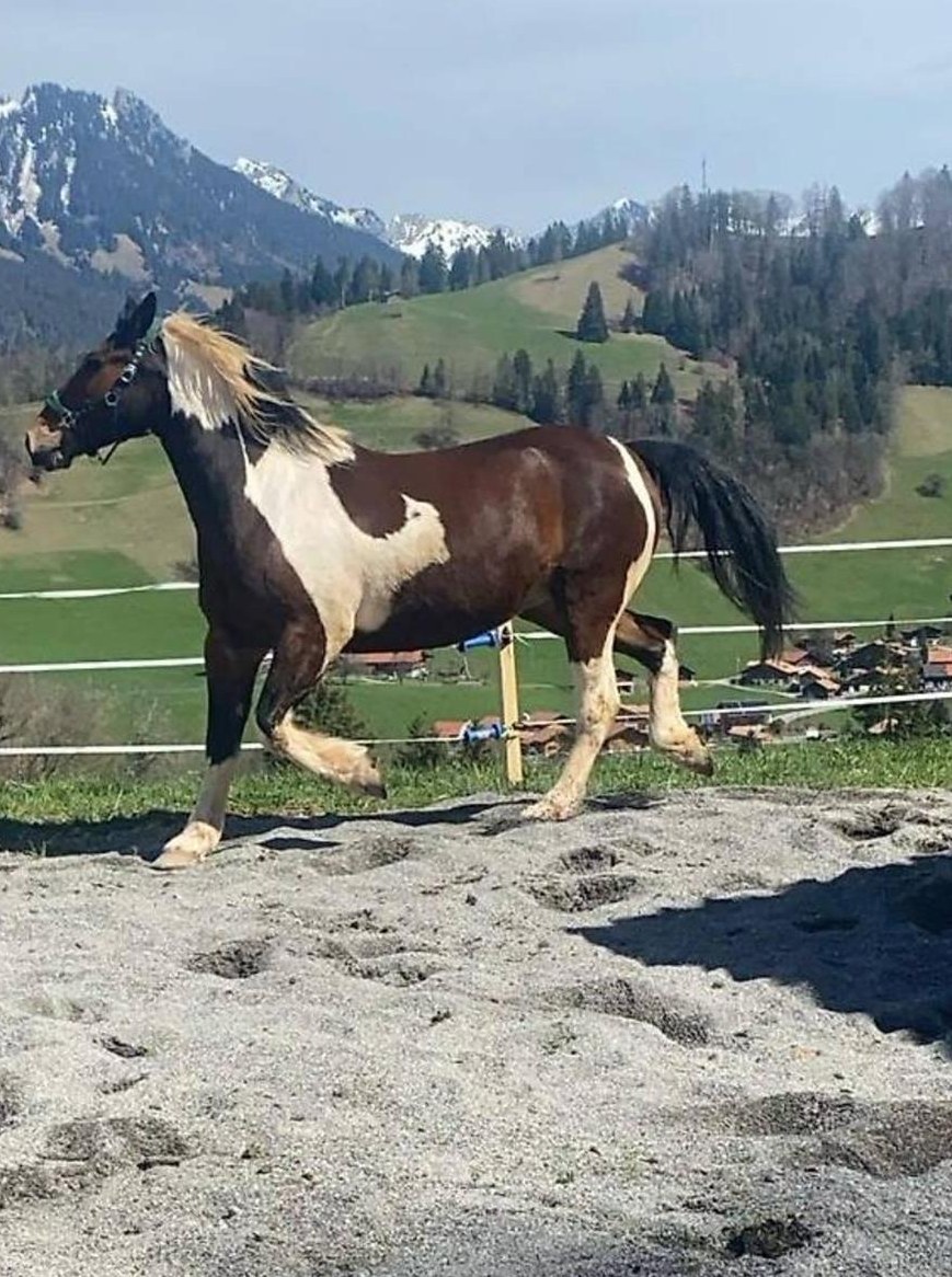 Paint mix Stütchen sucht neues Zuhause