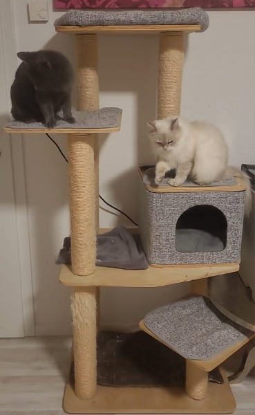 katzen kratz baum