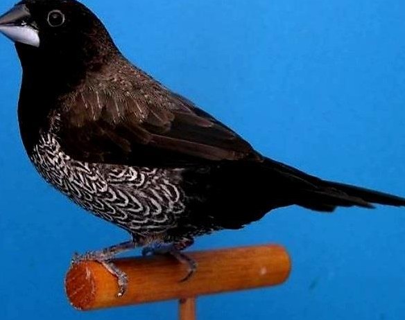 Japanische Mövchen vom Schweizerchampion