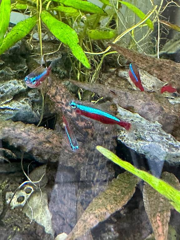 Fische