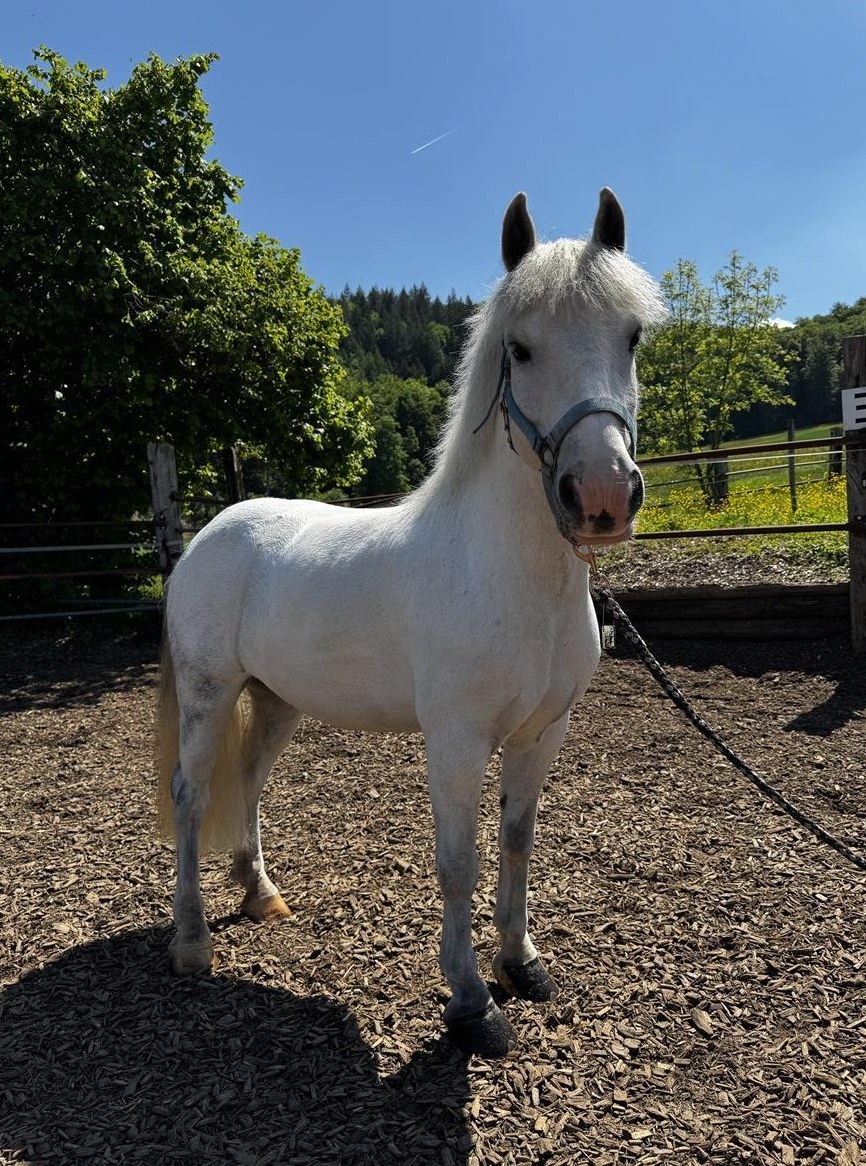 Liebes Kinder-Anfänger Pony zu verkaufen