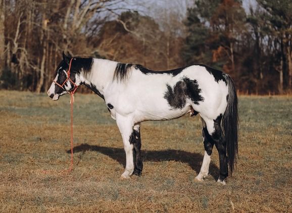Paint Horse Wallach
