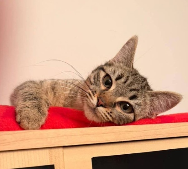 siamMischling weiblein