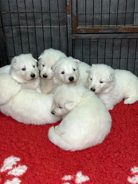 Adorable chiot Berger Blanc Suisse