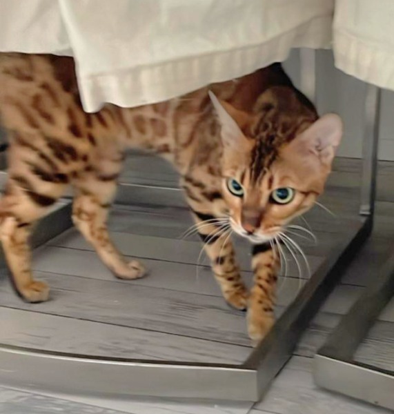 bengal