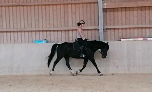 Warmblut-Stute, zwölfjährig zu verkaufen