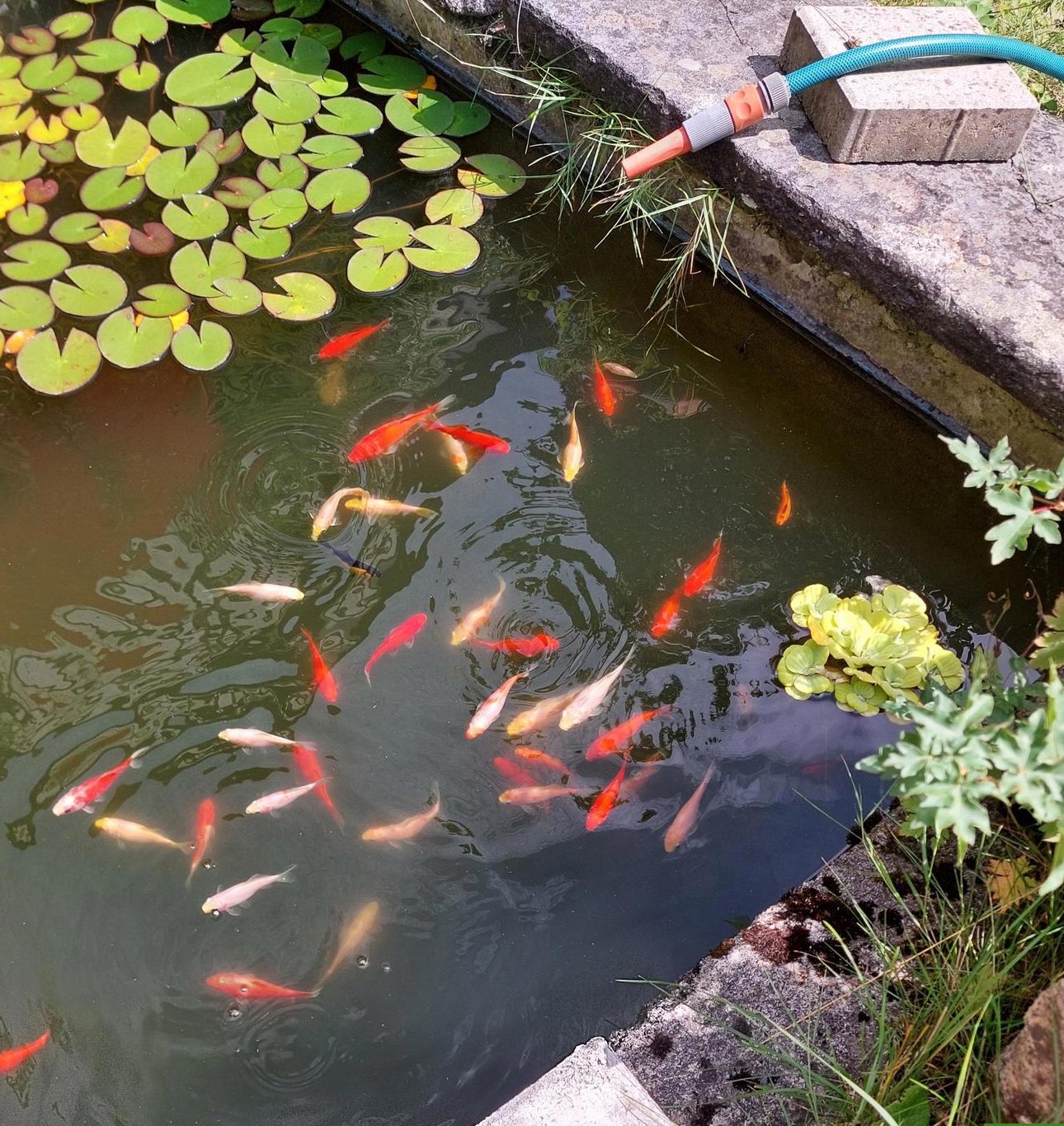 Goldfische für Teich zu verschenken