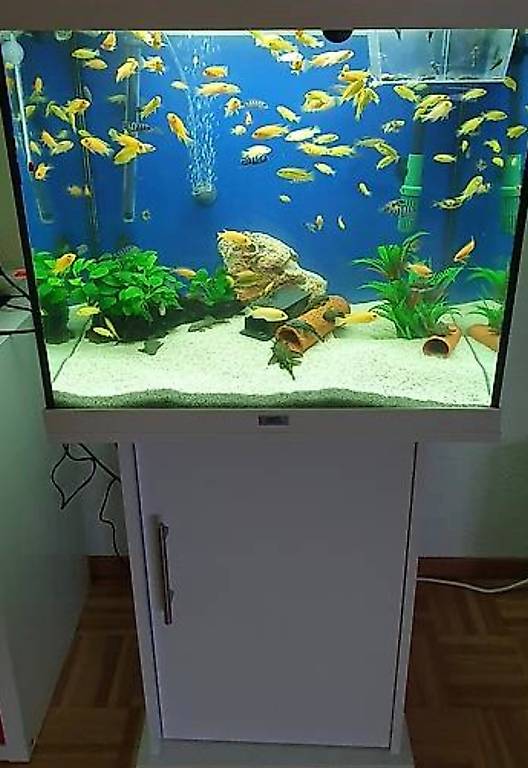 Fische