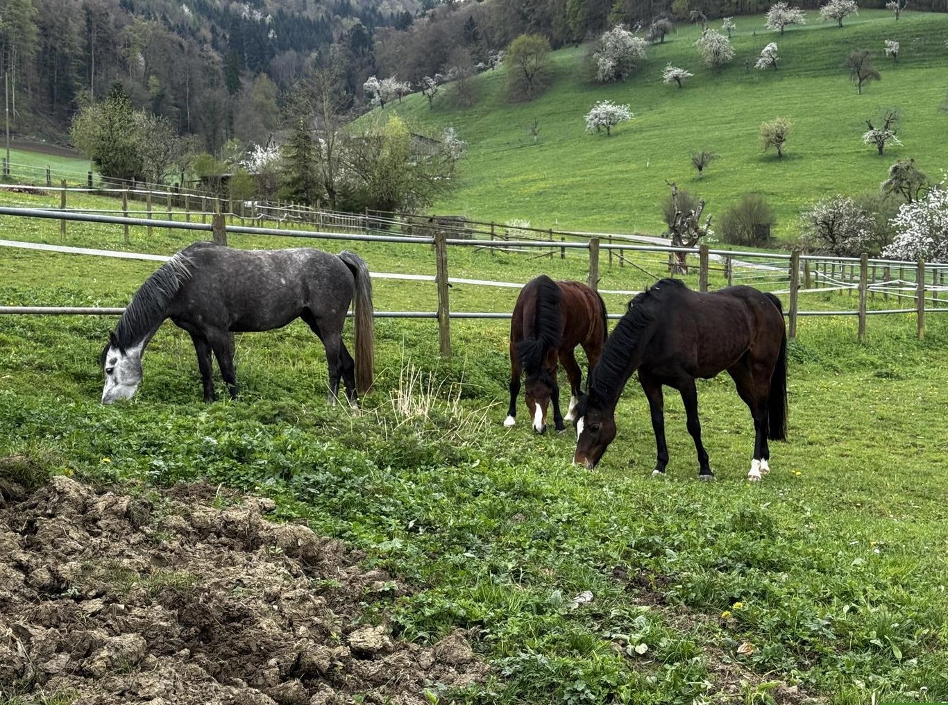 Tolle Welsh Ponys, 5 und 9-jährige Stuten zu verkaufen