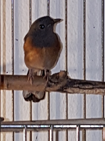 Schama Drossel exotischer Vogel Insektenfresser