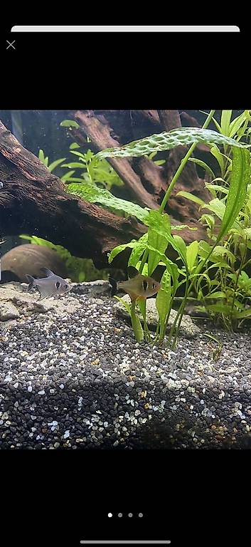 Fische 7Stk