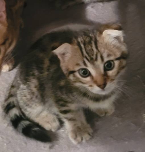 Kitten Bengal mischlinge