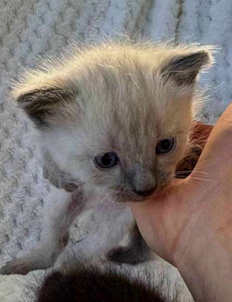 rassen kitten