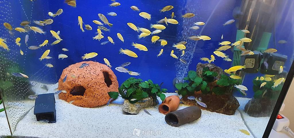 Fische