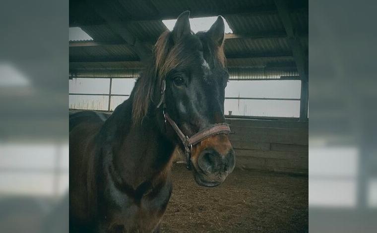 Reitpferd Wallach zu Verkaufen
