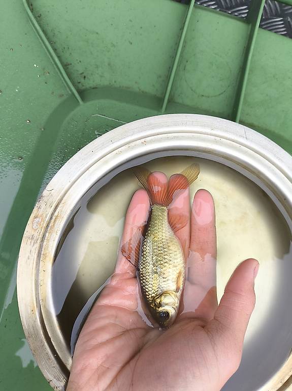 Goldfische