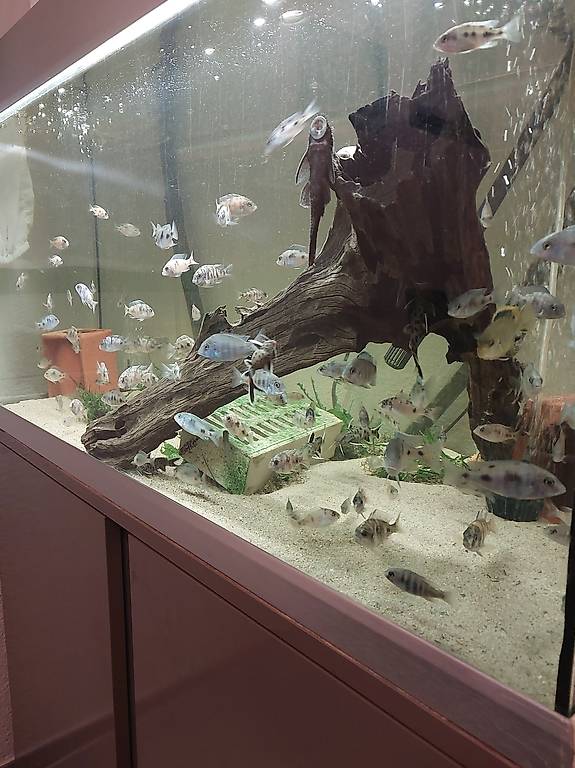 Fische Barsche