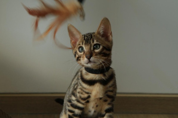 Chaton Bengal