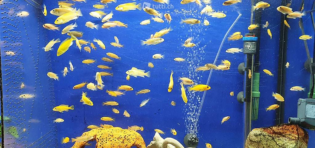 Fische