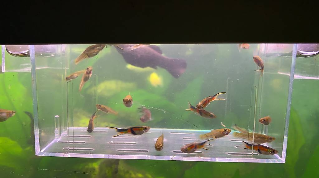 Fischbabys