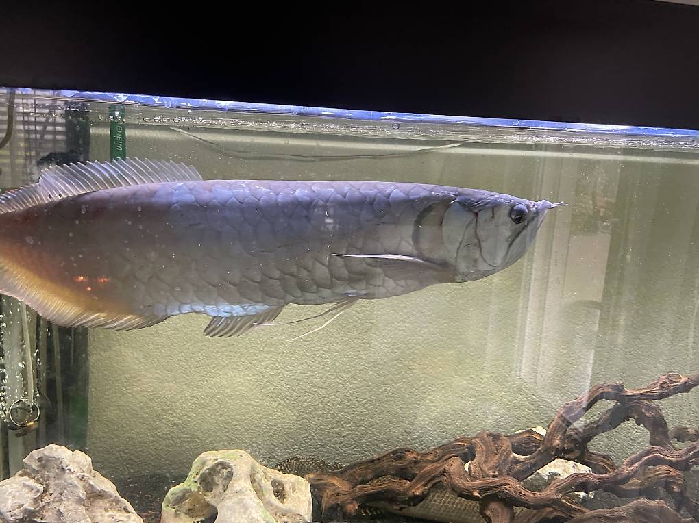 Fische diverse
