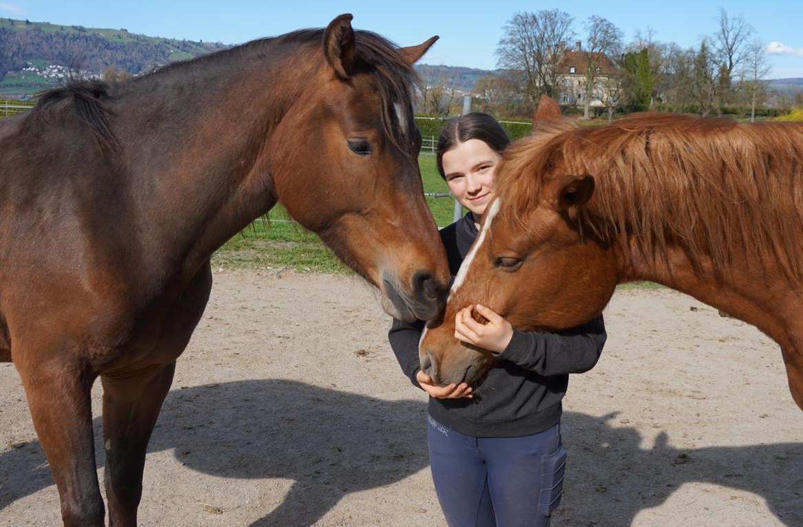 Junge, sportliche Freiberger Pferde zu verkaufen