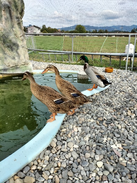 Laufenten Stamm