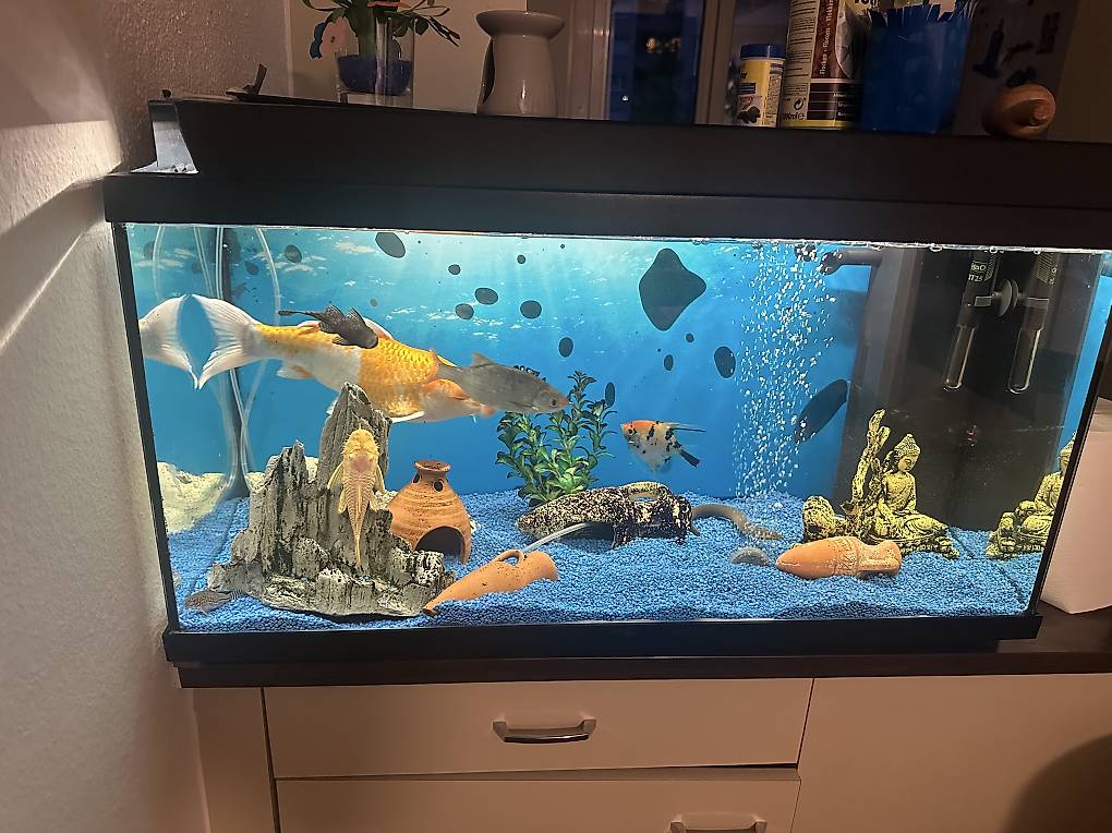 Fische